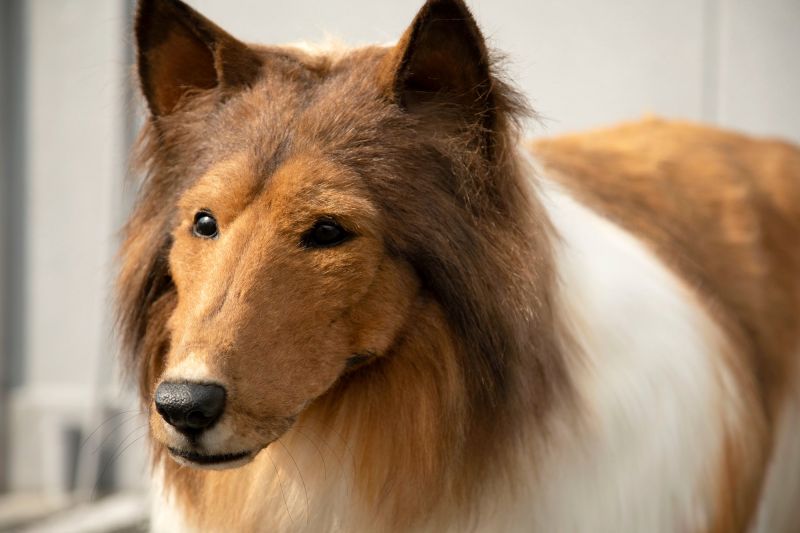 bộ đồ hóa trang chó collie bộ đồ hóa trang chó collie